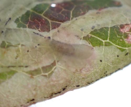 Chromatomyia aprilina